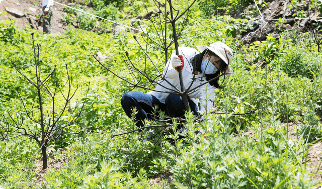 울진 금강송 산림보전구역 및 <br>응봉산 일대 산림복구 지원 캠페인